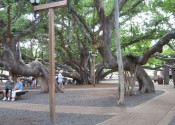 banyontree