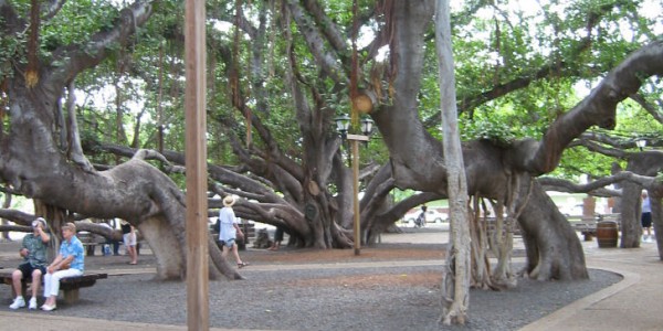 banyontree