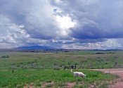 greensonoita