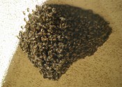 Bee Swarm