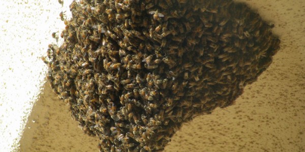 Bee Swarm