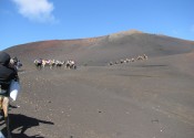 camelride8
