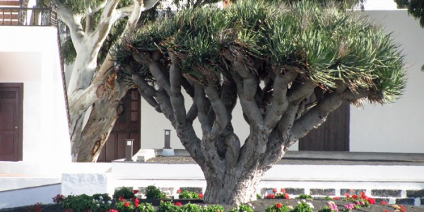 dragontree
