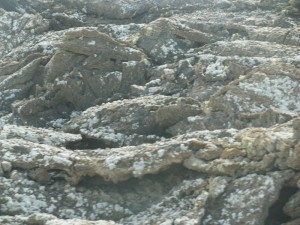 lichencoveredvolcanicrocks