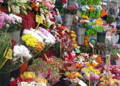 ramblasflowers