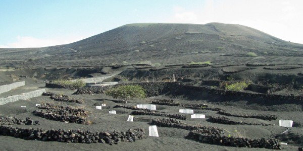 volcanicvinyard