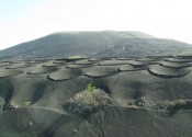 volcanicvinyard2