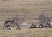 PronhornStanting